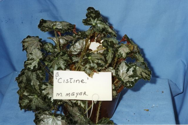B. ‘Cistine’